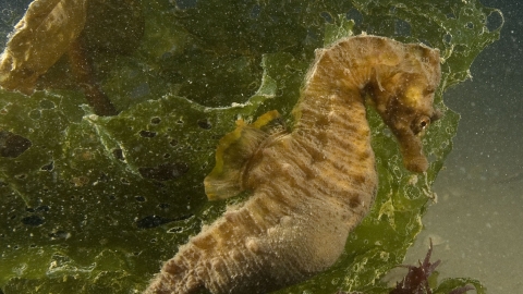 Short-snouted seahorse