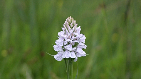 Common spotted orchid