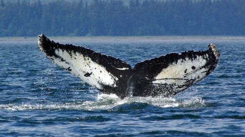 Humpback whale