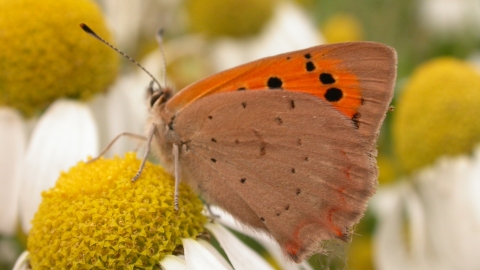 Small Copper Philip Precey Wildnet