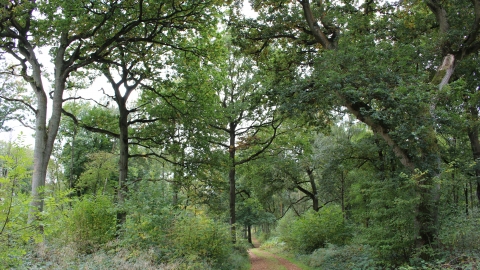 Wappenbury Wood Kate Sugden