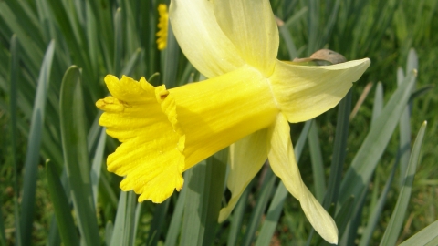 Harvest Hill Wild daffodil Steven Falk