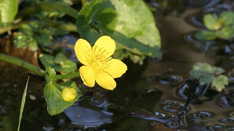 Marsh marigold Darin Smith