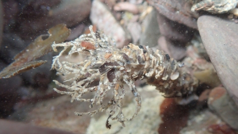 Sand mason worm underwater