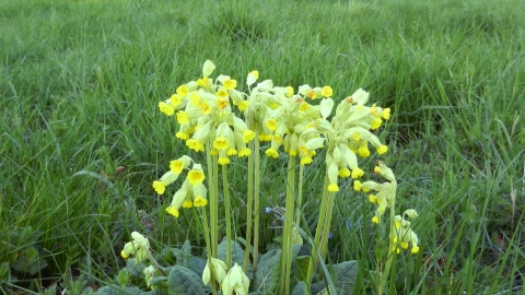 Cowslips