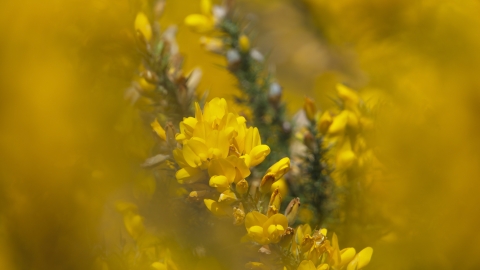 Gorse Neil Aldrige