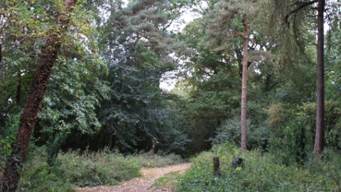Oakwood and Blacklow Spinney