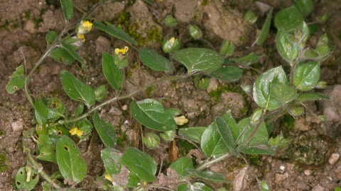 Round-leaved fluellen