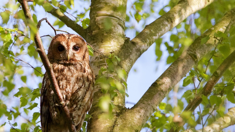 Tawny Owl Derek Lane