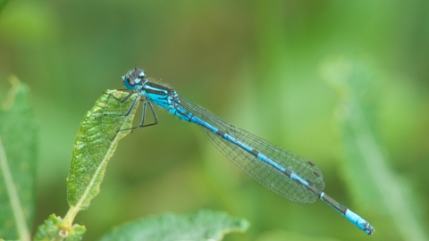 Azure Damselfly male Kay Reeve