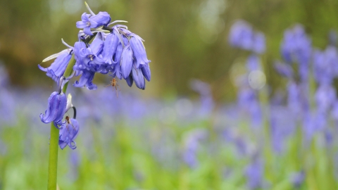 Bluebell Emma Richmond