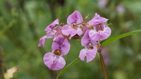Whitacre Heath wildflowers Steven Cheshire