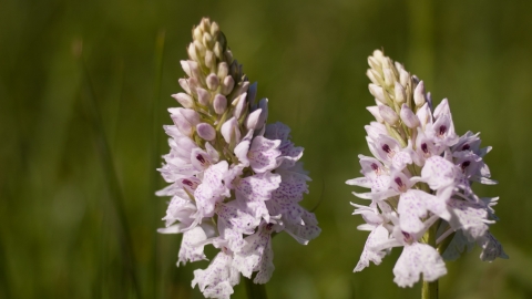 Orchid at Shadowbrook Meadow Simon Phelps