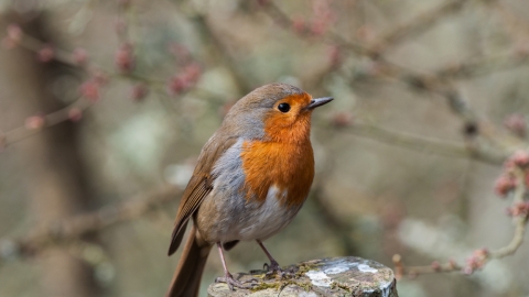 Robin Steve Cheshire