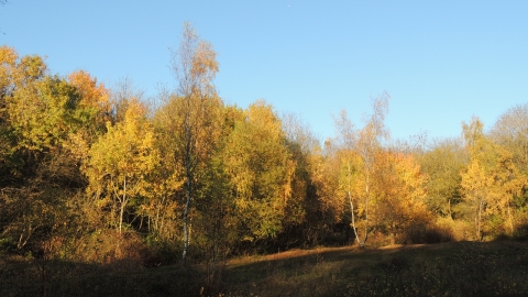 Snitterfield Bushes Autumn 2015 Charline Hue