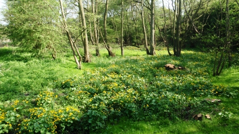 Stonebridge Meadows Pete Thorne