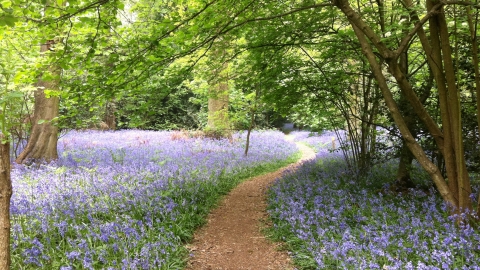 Tocil Wood Bluebells Ian Jelley