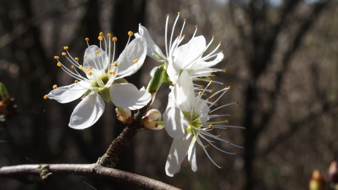 Cuttle Pool Blackthorn blossom Credit Nick Wood Flickr