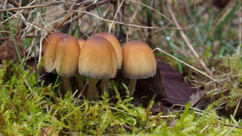 Glistening Inkcaps Cuttle Pool Credit Nick Wood Flickr