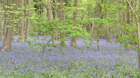 Brandon Reach bluebells 2019