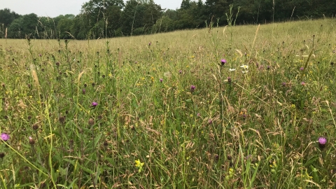 Loxley Church Meadow