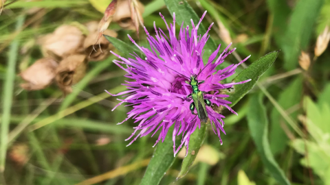 Pollinators at Loxley Church Meadow. Ian Jelley