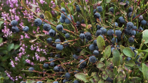 Bilberry