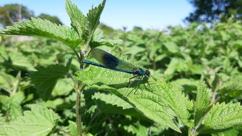 Banded Demoiselle Damselfly Hampton Wood Nick Feledziak