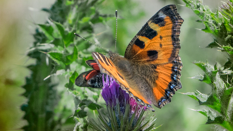 Tortoiseshell Ryton John Smith