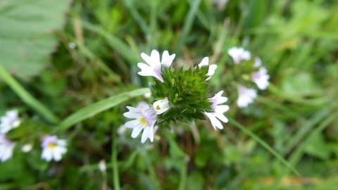 Eyebright, Harbury Spoilbank, Frances Wilmot