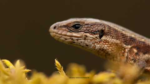 Common Lizard - Danny Green/2020VISION