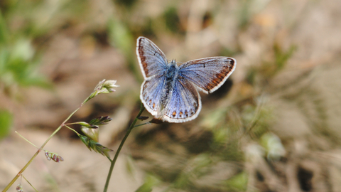 Common Blue butterfly female