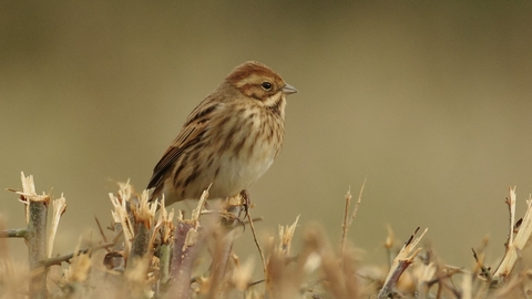 Reed Bunting