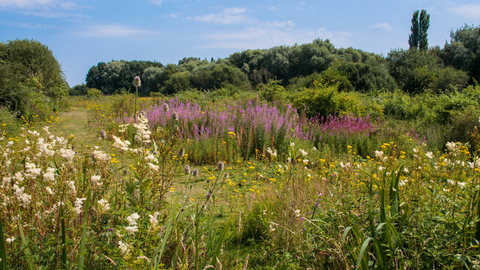 Brandon Marsh Meadow