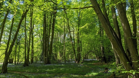 Piles Coppice woodland