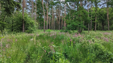 Oakley Wood wildflowers