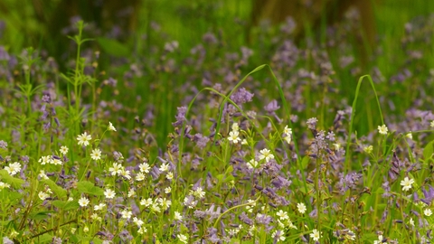 Stitchwort and bluebells in Hampton Wood 