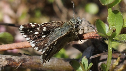 Grizzled Skipper 