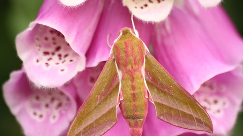 An elephant hawk-moth perched on the pink, tubular flowers of a foxglove. It's a large, olive-green moth with pink stripes