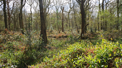 Clowes Wood 