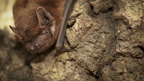 Bat on tree