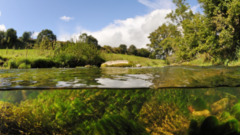 Split level view of the River Leith, with aquatic plants: Water-crowfoot