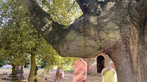 Tree and gravestones in a grave yard
