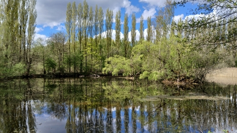 Brandon Marsh pool