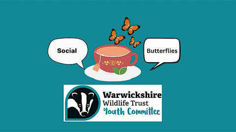 Youth committee social butterflies. Butterflies flying near a teacup