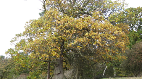 Welcombe Hills Trees