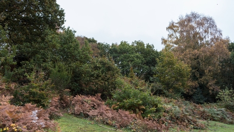 Kenilworth Common
