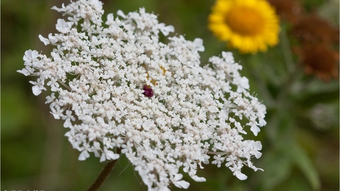A close up image of a wild carrot in bloom