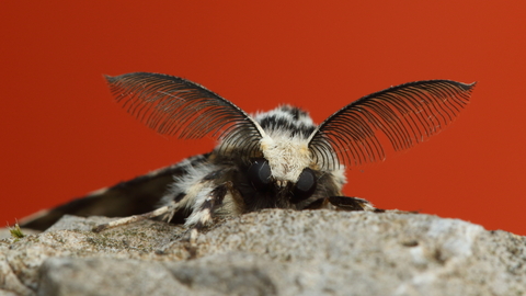 Black arches moth