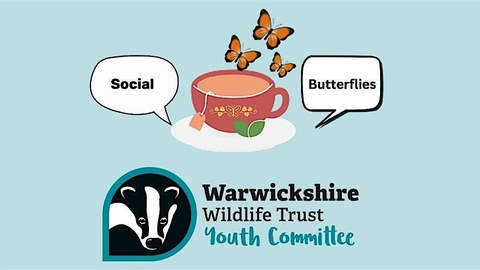 Youth committee social butterflies. Butterflies flying near a teacup